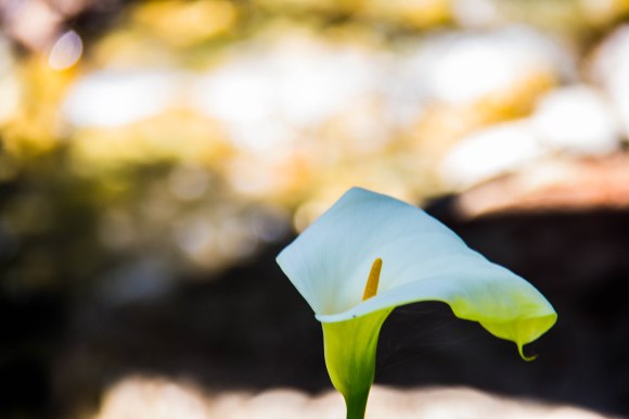 Big Sur SP-edit-28.jpg