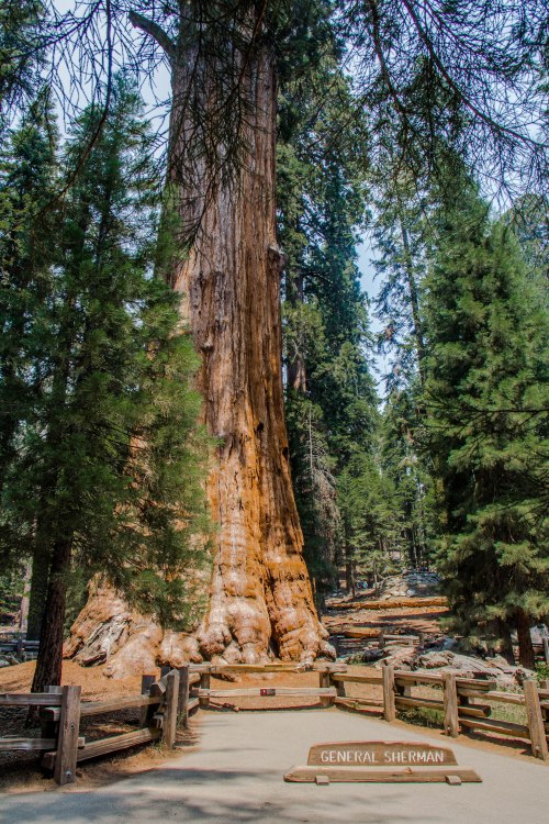 Sequoia-KingsCanyon-Edit-11