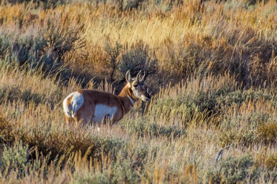 Grand Teton NP-Edit-769