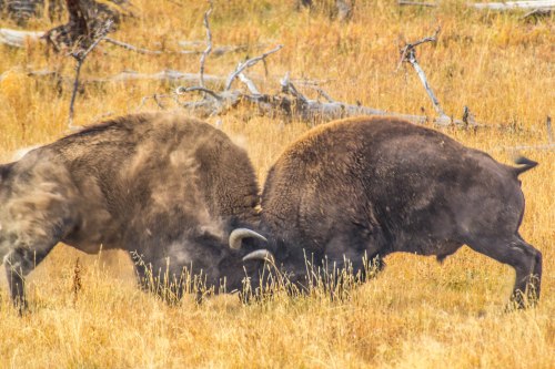 Yellowstone NP-Edit-607