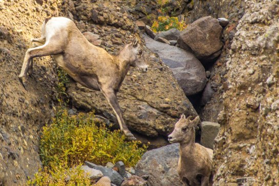 Yellowstone NP-Edit-691