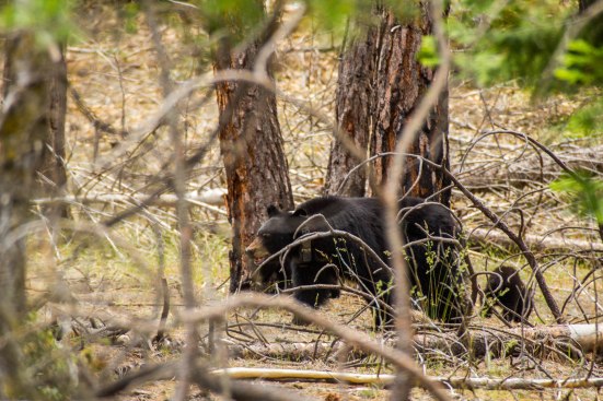 Kings Canyon NP-Edit-6491
